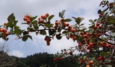 宁城县鸽子山村“吉祥三宝”传美名