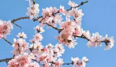 呼和浩特市第九届杏花节4月19日开幕