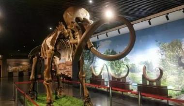 库伦旗博物馆古生物化石展厅正式对外开放
