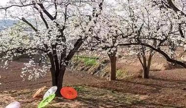 一场杏花节带火土默特右旗的N种可能
