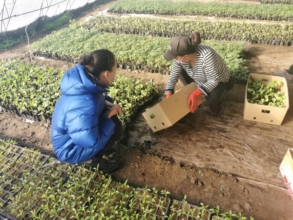 大棚种植户忙碌中(1).jpg