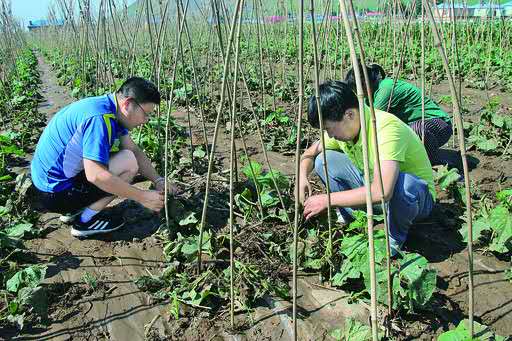 帮助农民解决种植难题.jpg