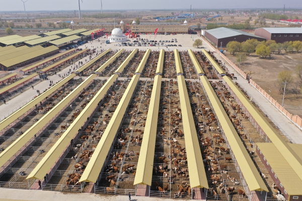 2020年5月1日，科右中旗首个肉牛交易市场开市,首日交易额过2000万元(梁永峰摄)(1).jpg