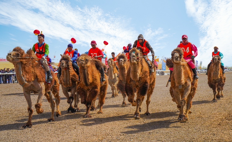 额济纳旗“苍天千峰驼羔”文化旅游系列活动 赛驼比赛。（图片：赵勇强）(1).jpg