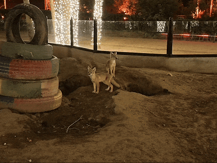 微信图片_20260624190125.gif